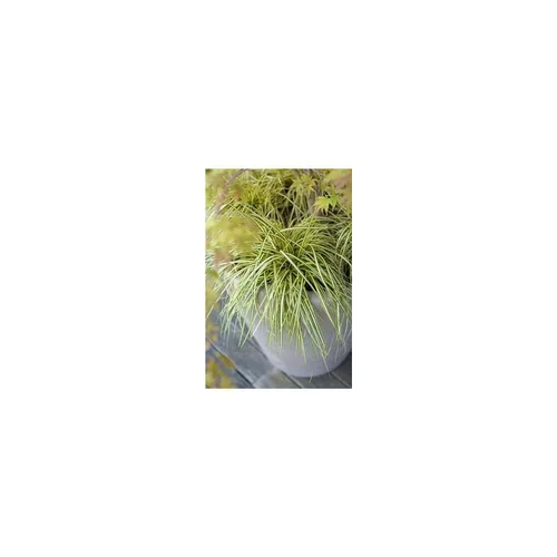 Carex Evergold jaune. Le pot de 2 litres