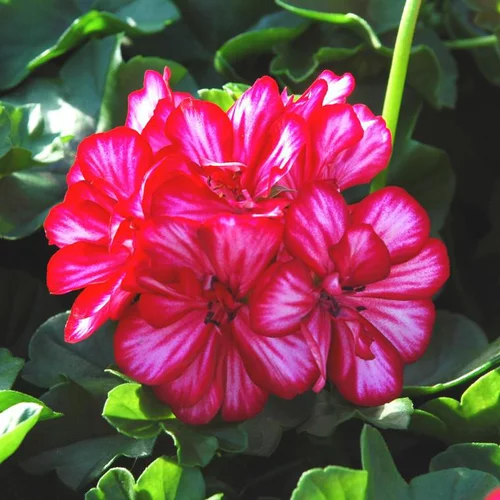 Géranium Lierre double à fleurs multicolores - La jardinière de 40 cm