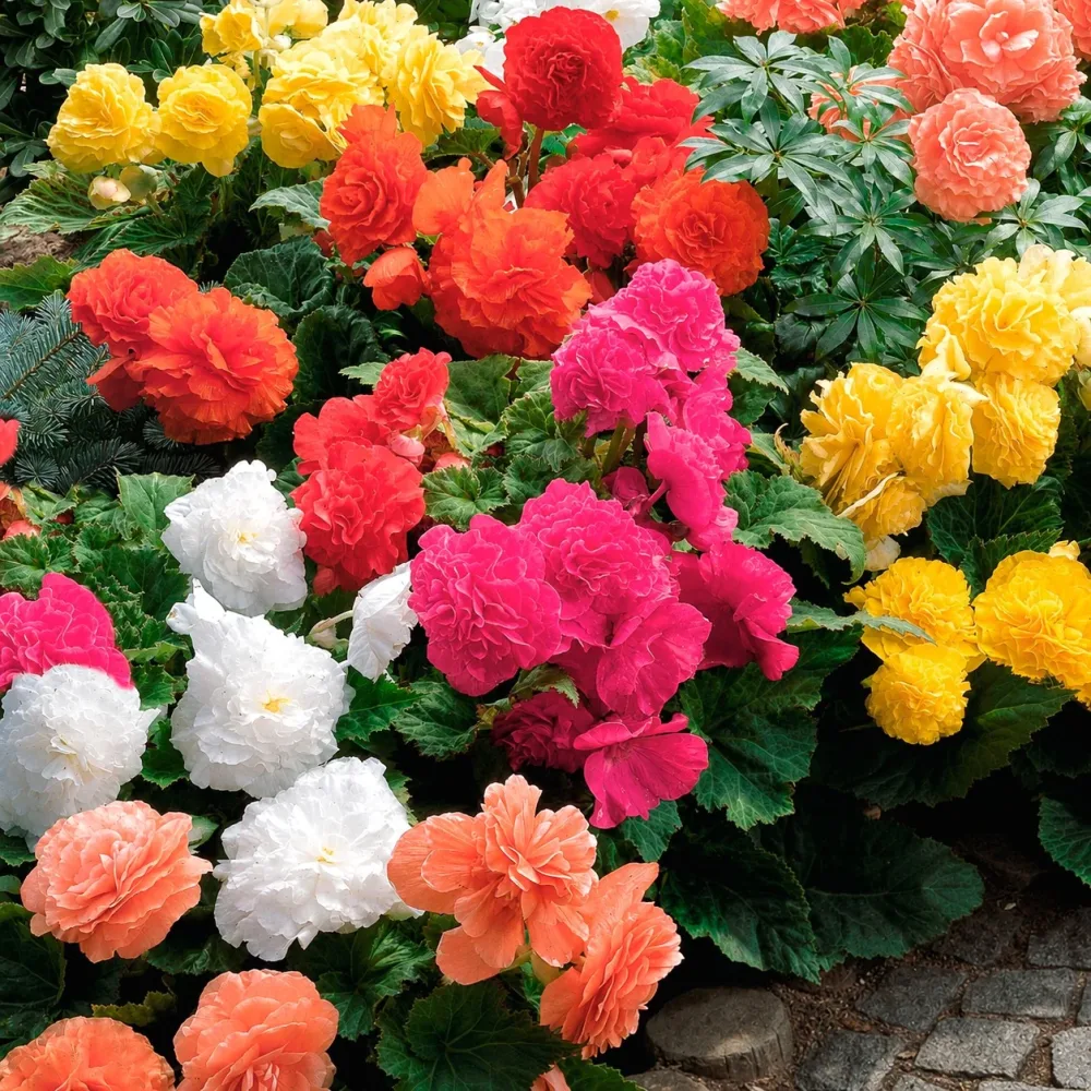 10 Bégonias doubles en mélange EXTRA Begonia tuberhybrida