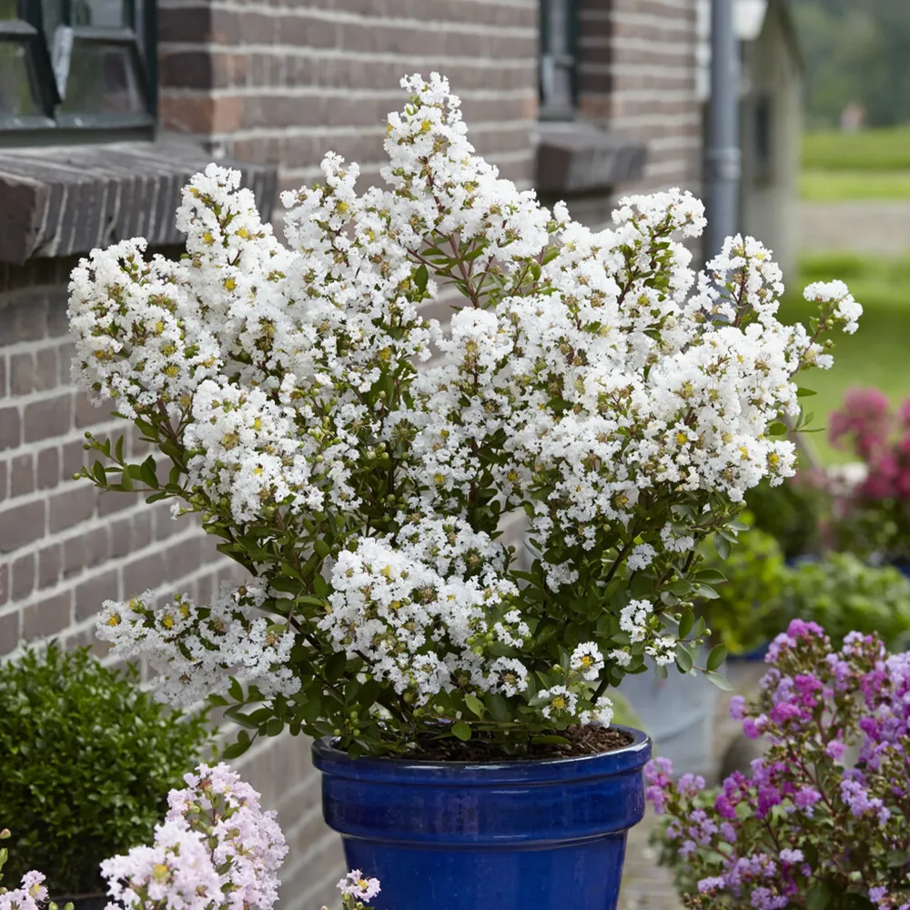Lilas des Indes With Love® Virgin Lagerstroemia indica With Love® Virgin
