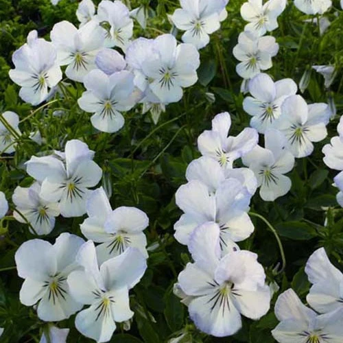 Violette cornue Icy but Spicy Viola cornuta icy but spicy