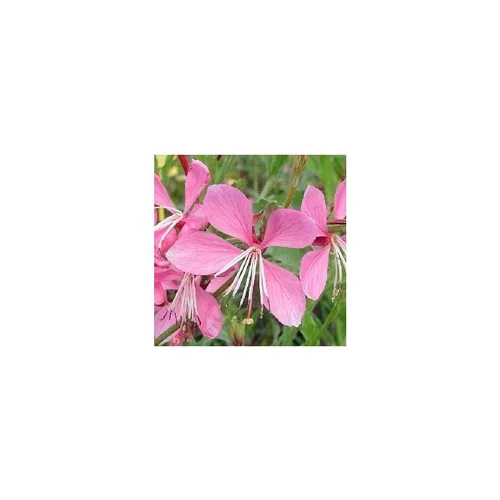 Gaura Lindheimeri Rosyjane Harrosy - Le pot de 3 litres