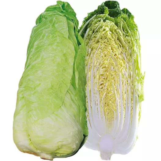 Semences bio de Chicorée Pain de sucre