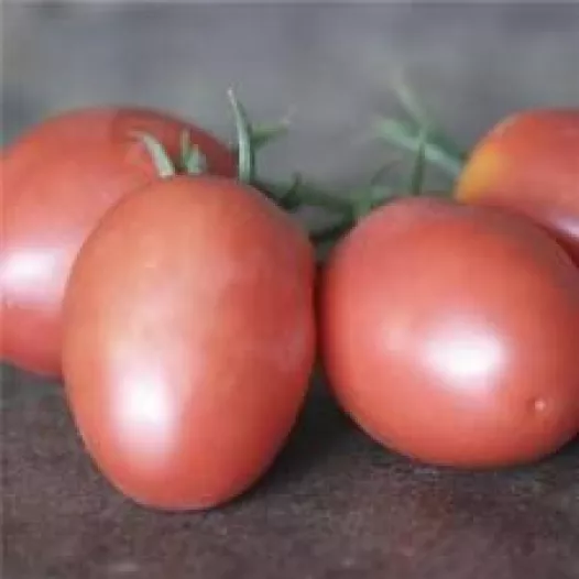 Tomate Olirose de St Domingue | Semences bio et reproductibles