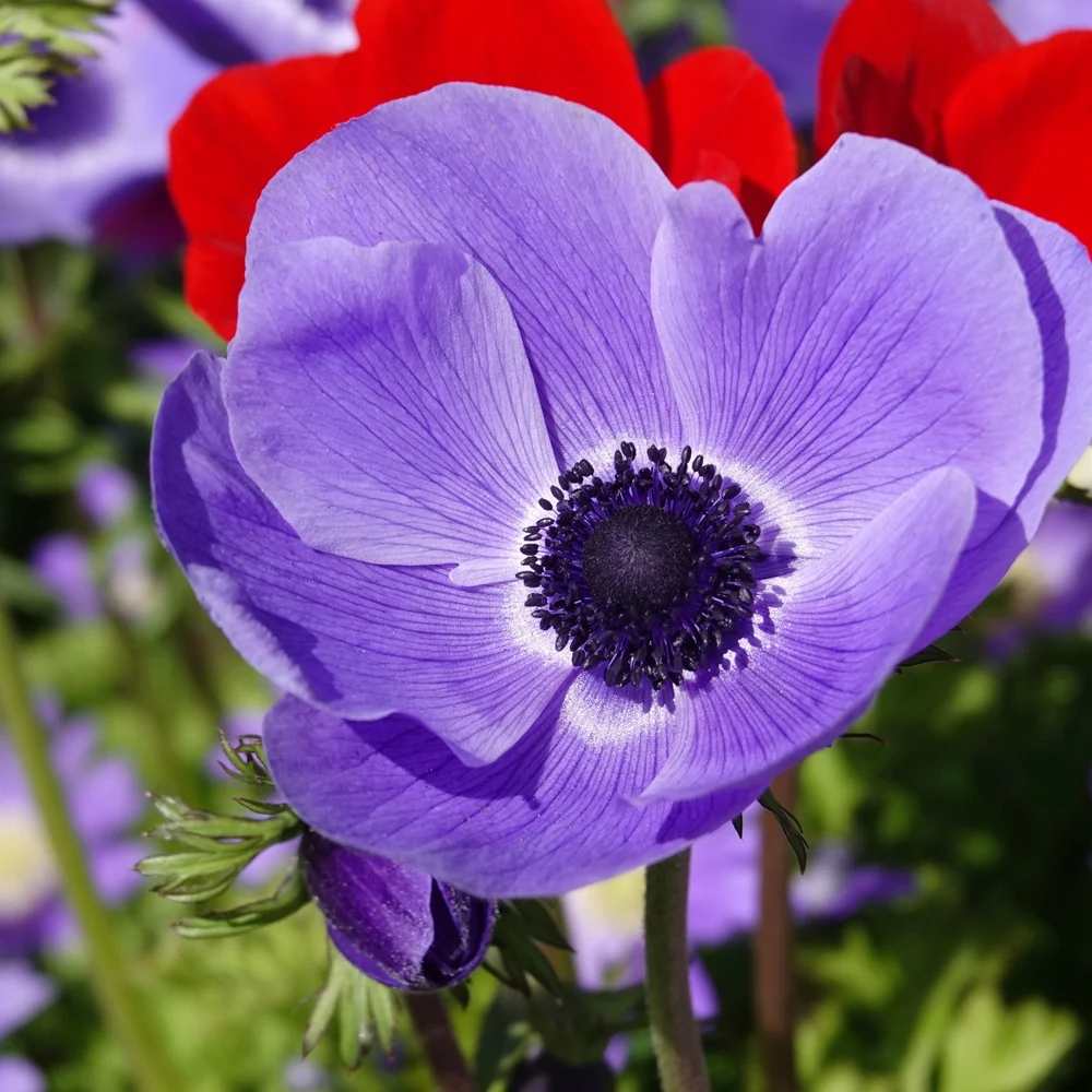 Anémones coronaria bleues Anemone 'm.fokker'