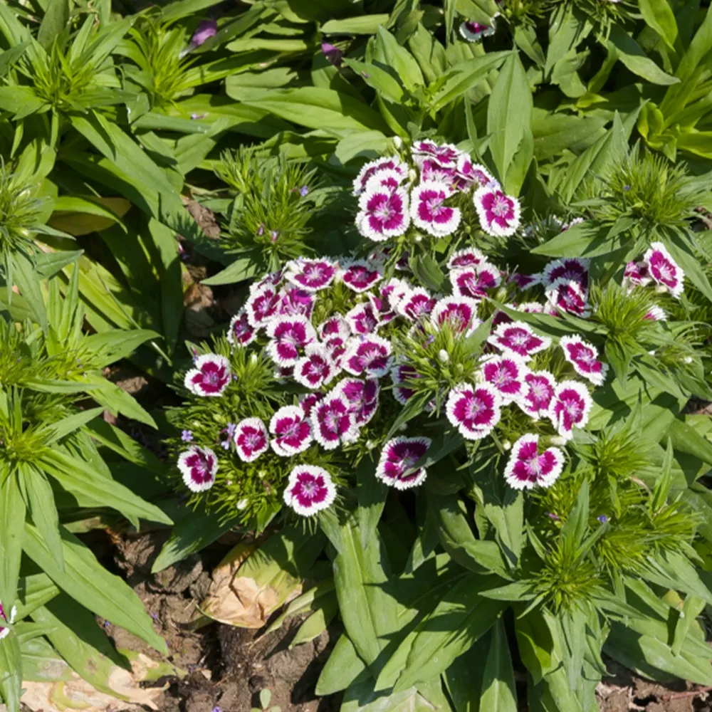 Œillet de poète Barbarini Purple Picotee Dianthus barbatus Barbarini Purple Picotee