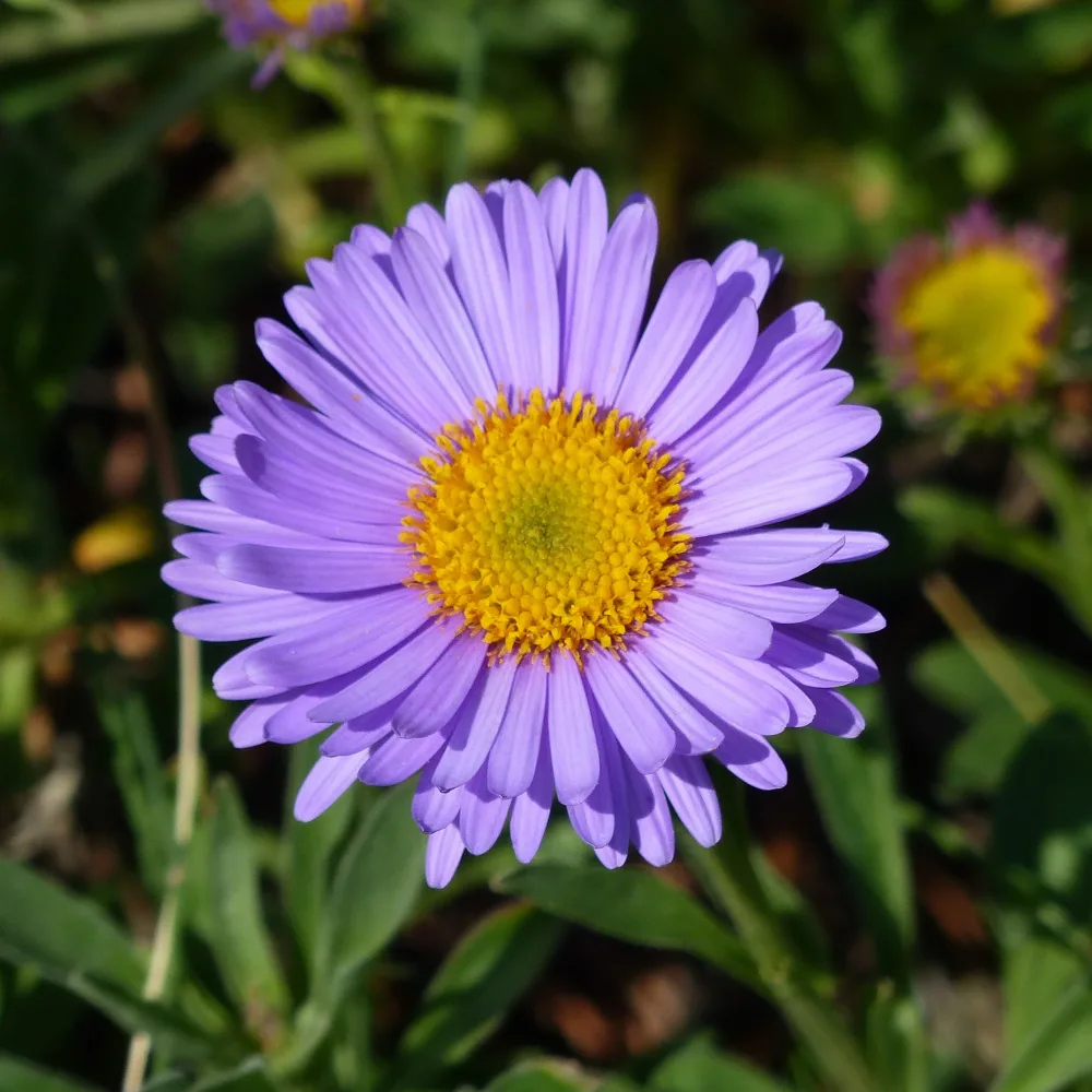 Aster des Alpes Dunkle Schöne Aster alpinus Dunkle Schöne