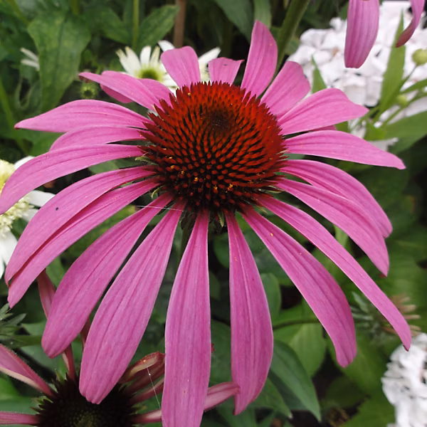 6 x Rudbeckia pourpre 'Rubinstern' – Echinacea purpurea 'Rubinstern', godet 9cm x 9cm
