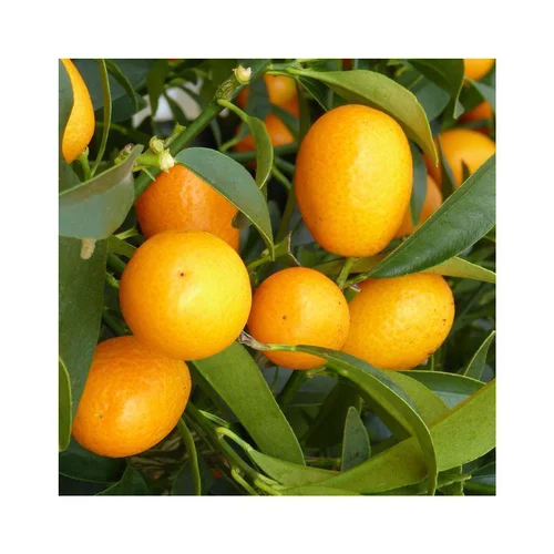 Kumquat. Le pot de 18 litres