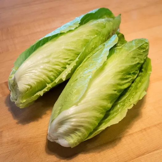 Graines bio de Chicorée Pain de sucre "Nettuno"