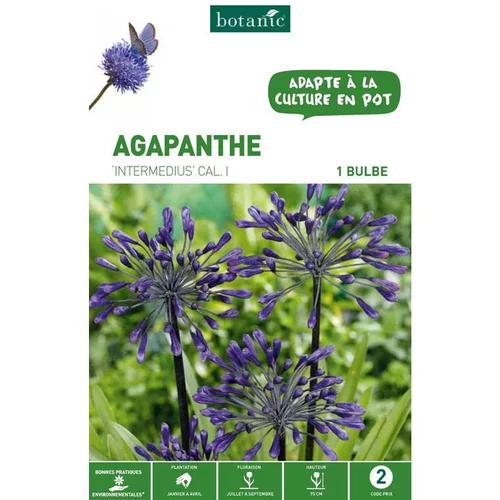 Agapanthe Intermedius - Violet - 1 bulbe