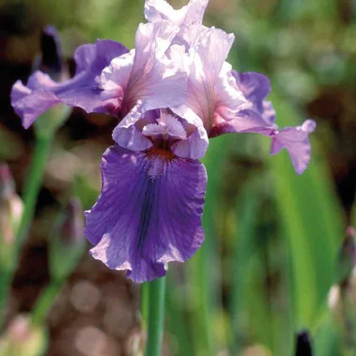 Iris des Jardins blanc-Bleu - Le pot de 9 x 9 cm