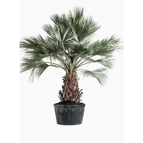 Palmier bleu (Brahea Armata) 80/100. Le pot de 250 litres