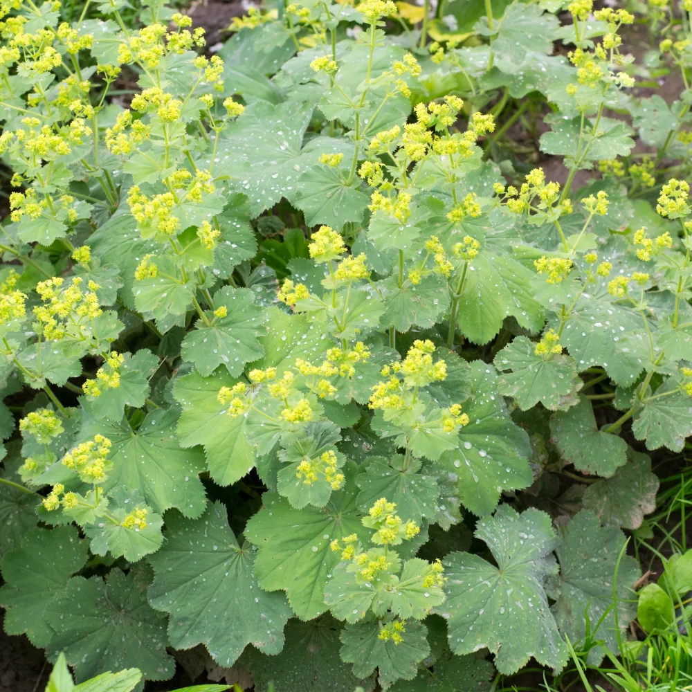 Alchemille vulgaris Alchemilla vulgaris