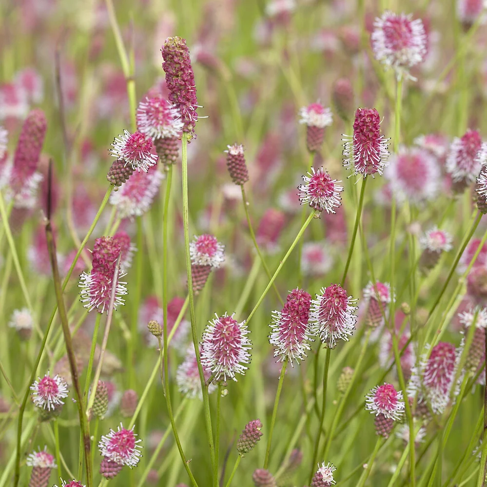 Pimprenelle Pink Tanna - Sanguisorbe Sanguisorba officinalis Pink Tanna