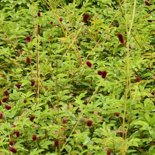 Pimprenelle Cangshan Cranberry - Sanguisorbe Sanguisorba cangshan cranberry
