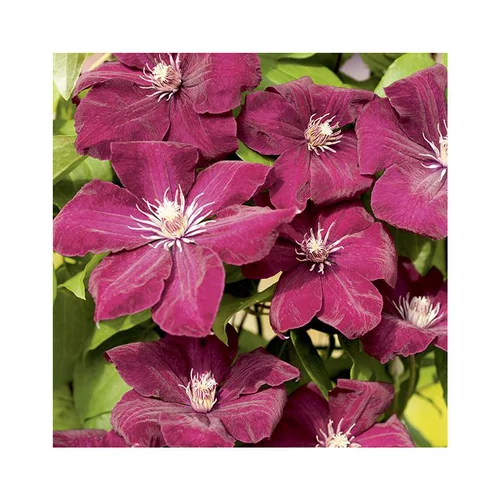 CLEMATITE ROUGE CARDINAL. Le pot de 3 litres