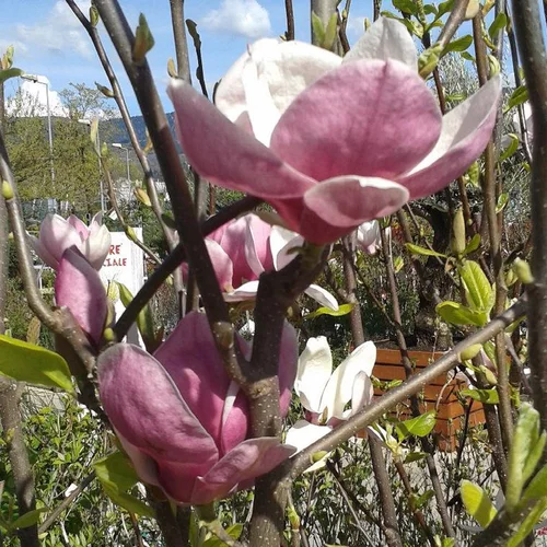 Magnolia de Soulanges Rustica rubra rose. Le pot de 15 litres