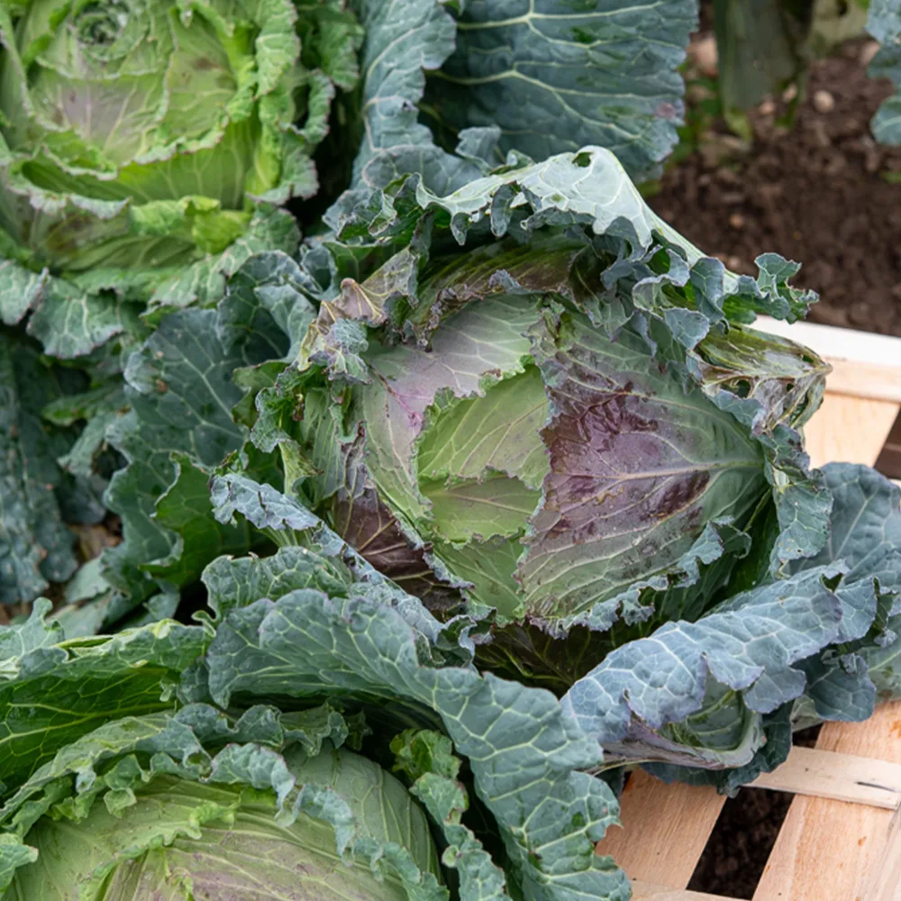Chou de Milan De Pontoise 3 Brassica oleracea sabauda de pontoise 3