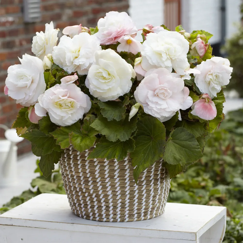 5 Bégonias doubles blancs Begonia superba White