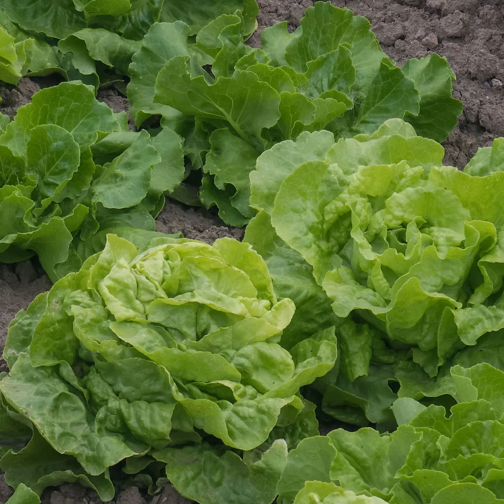 Laitue pommée Deliane Lactuca sativa Deliane