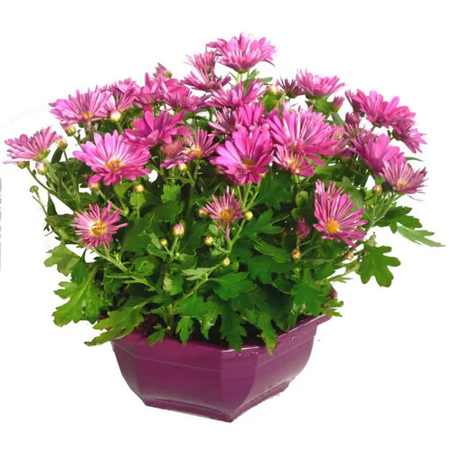 Chrysanthèmes - La coupe de Ø 35 cm