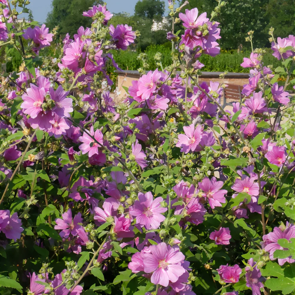 Lavatère Bredon Springs Lavatera Bredon Springs