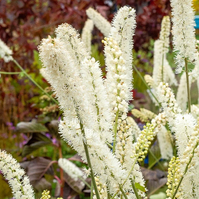 Cierge d'argent White Pearl Actaea simplex white pearl