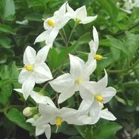 Solanum faux jasmin blanc. Le pot de 3 litres