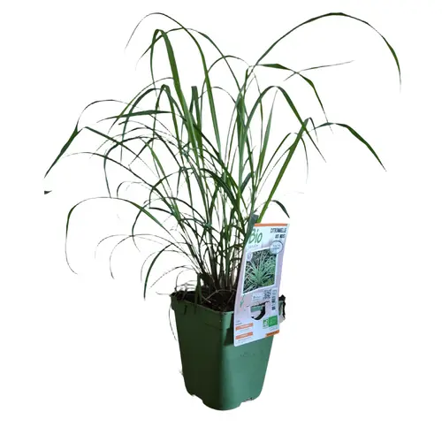 Citronnelle Des Indes Bio. Le pot de 1 litre