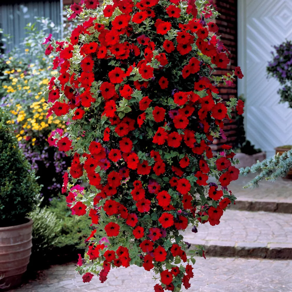 Collection de 9 Pétunias : rouges, roses, jaunes Petunia