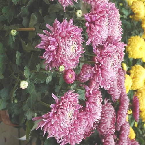 Chrysanthème à fleurs doubles multicolores - Le pot Ø 17 cm