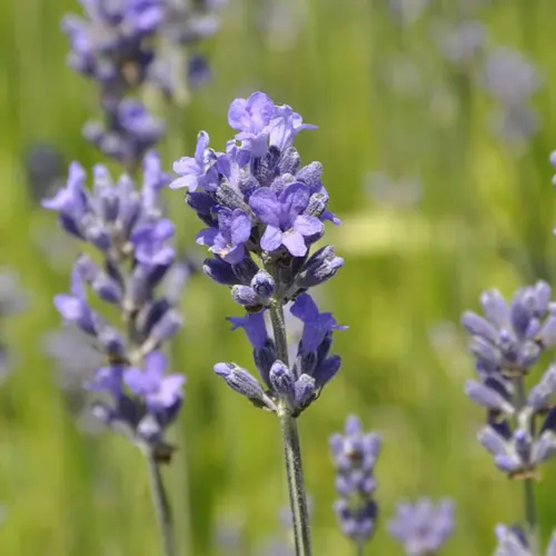 Lavande Angustifolia coloris bleu – 3 L