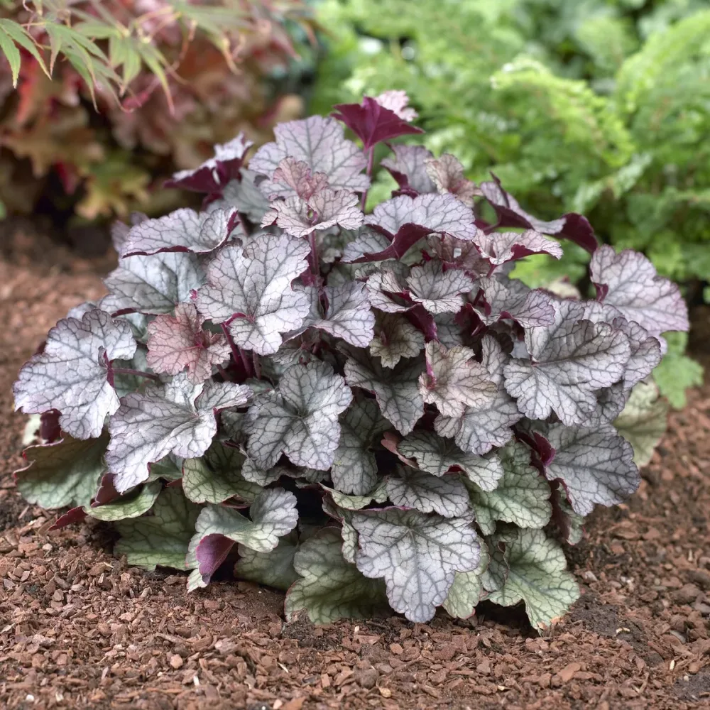Heuchère Silver Scrolls Heuchera Silver Scrolls