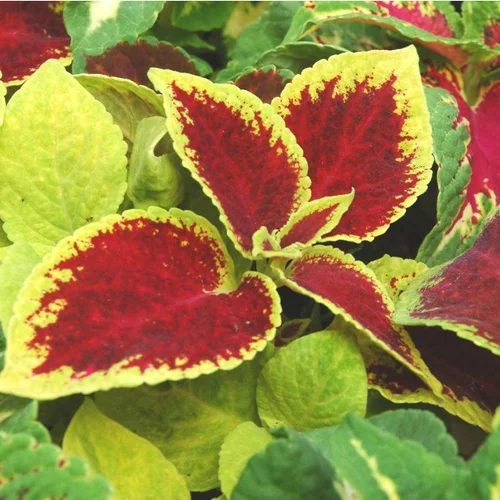 Coléus de bouture ou Coliole de bouture au feuillage multicolore - Le pot de 0,5 litre