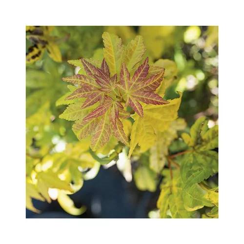 Erable du Japon (ACER PALMATUM ORANGE DREAM ) Le pot de 80 litres
