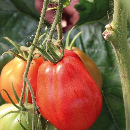 Tomate Côtelee Corazon Bio. La barquette de 3 plants