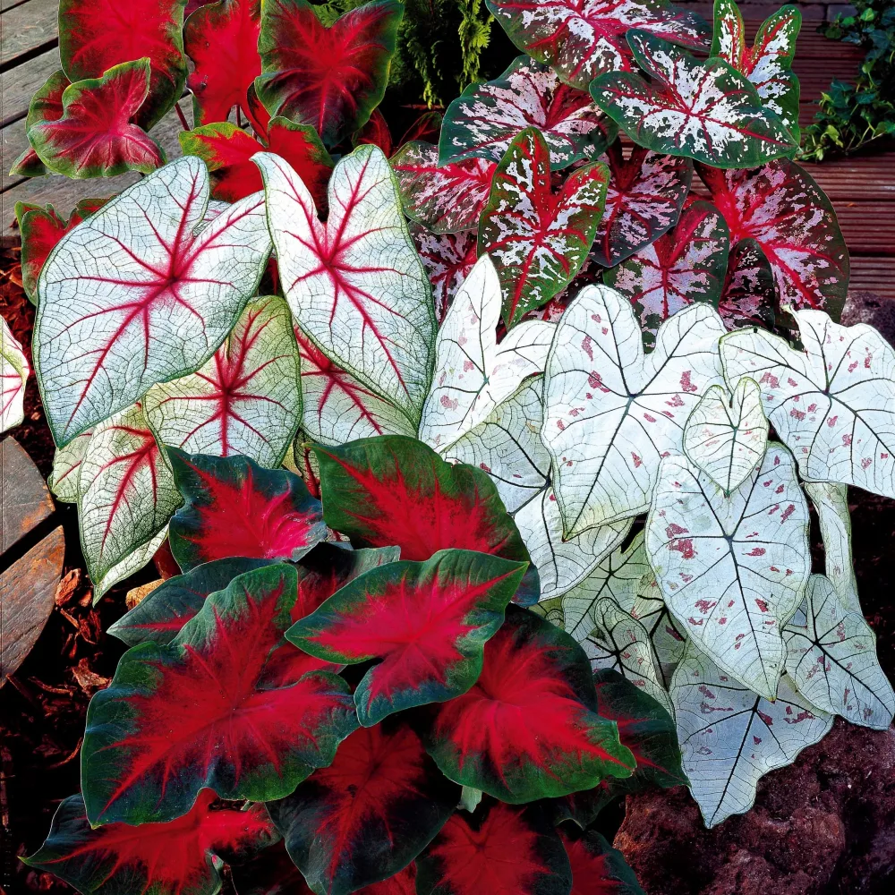 3 Caladiums en mélange Caladium