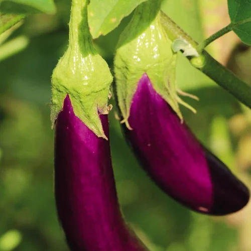 Aubergine Slim Jim Bio. Le pot de 2,5 litres