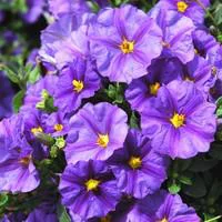 Solanum Rantonnetii - Le pot de 5 litres