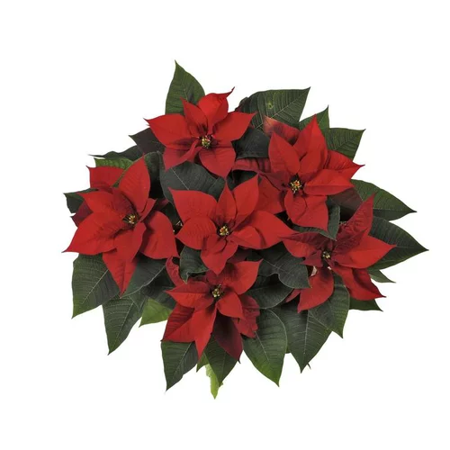 Poinsettia rouge la coupe Ø 27 cm