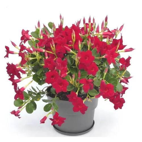 Dipladénia Diamantina Buisson - Le pot de 5 litres