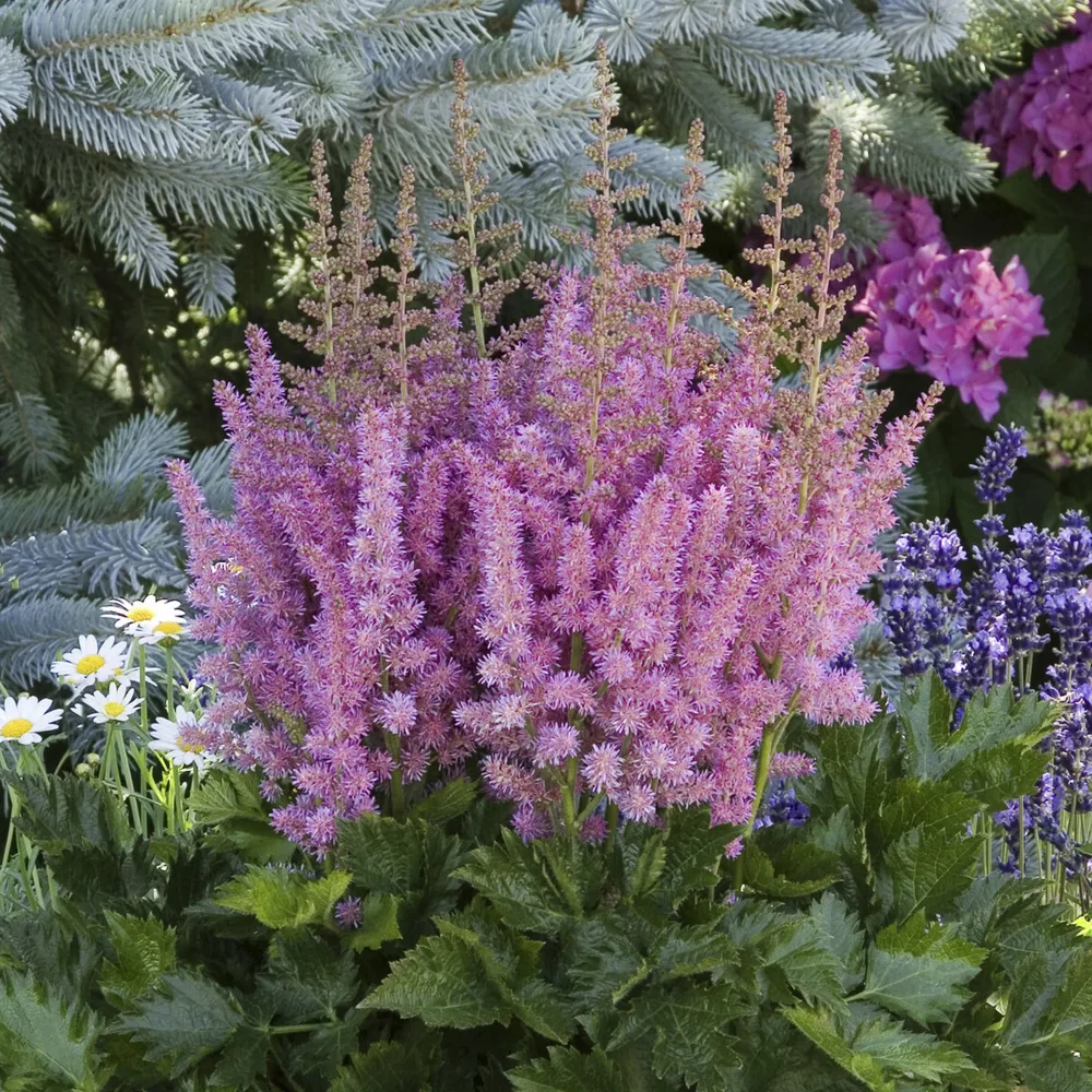 Astilbe Little Visions in Purple® Astilbe chinensis Little Vision in Purple ®