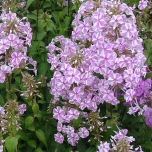 Phlox maculé Natascha Phlox maculata natascha