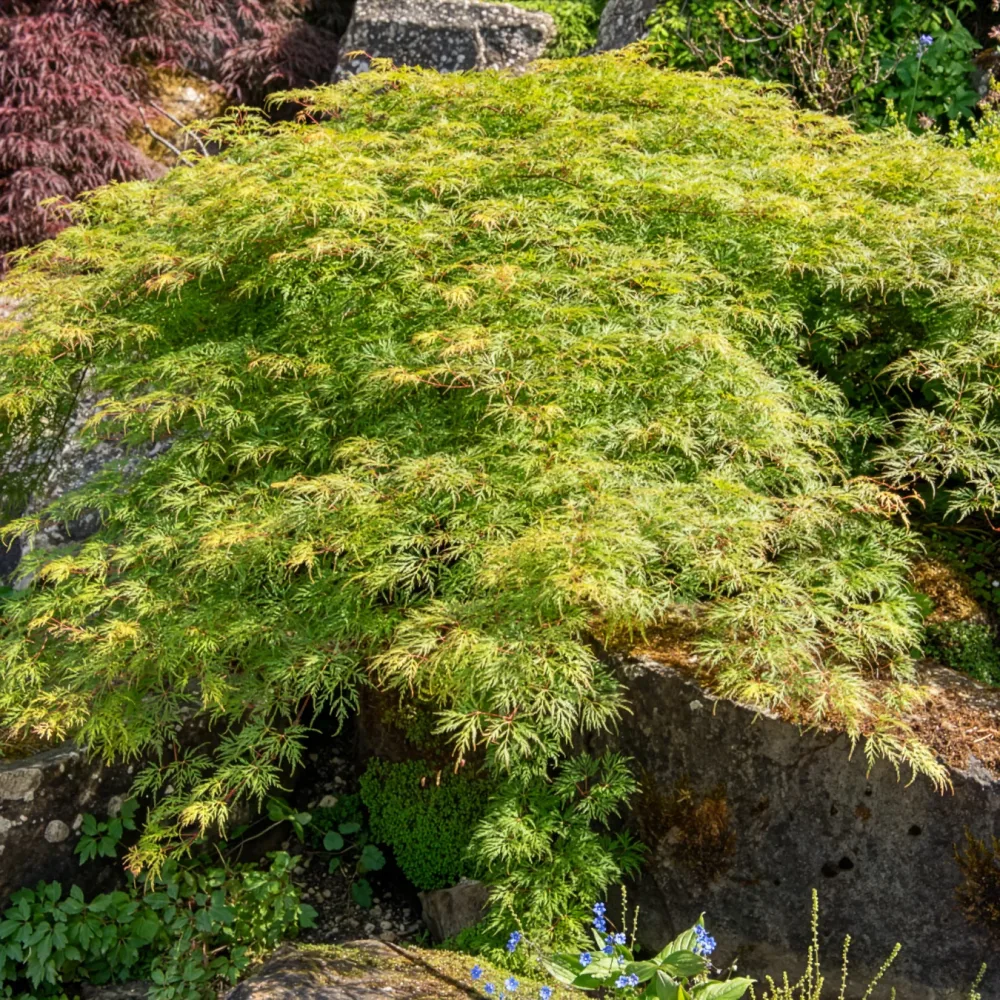 Erable du Japon Emerald Lace Acer palmatum emerald lace