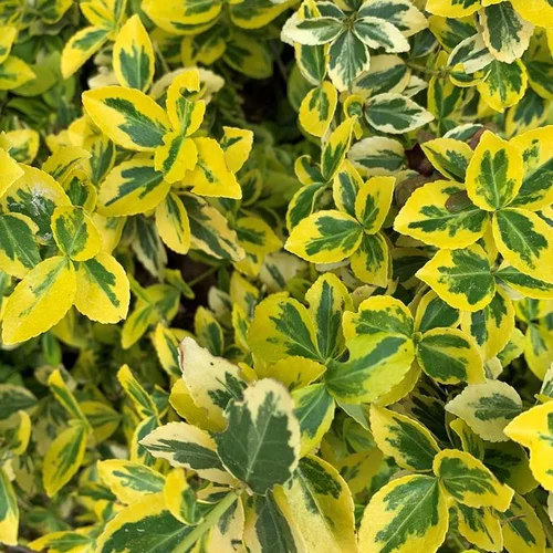 Fusain Emerald’n Gold (Euonymus Fortunei). Le pot de 2 litres