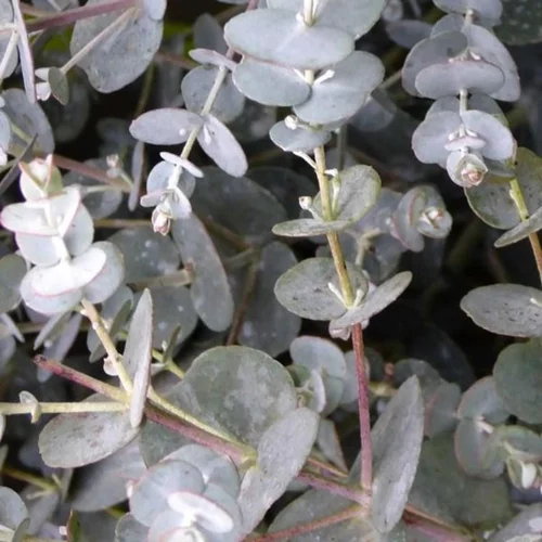 Eucalyptus Gunnii ou Gommier bleu 60/80 cm en pot de 5 L