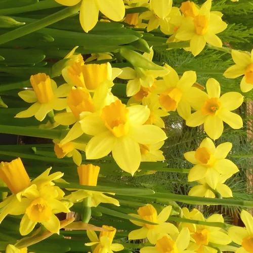 Narcisse Tete A Tete - Le pot de 20 cm
