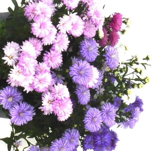 Aster D'Automne Varie. Le pot de 0,5 litre