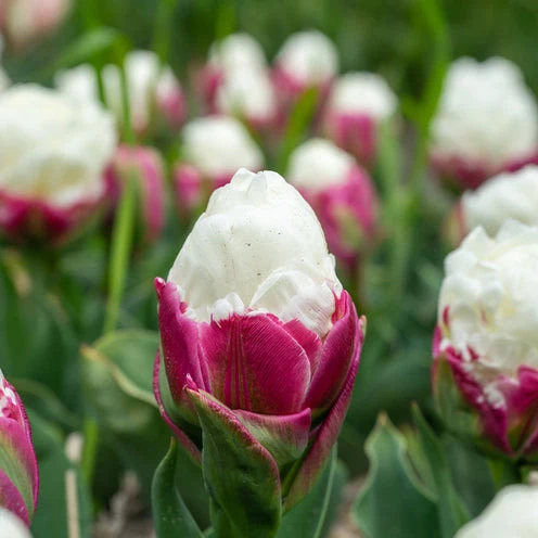 7 Tulipes doubles Ice Cream Tulipa Ice Cream
